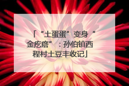 “土蛋蛋”变身“金疙瘩”：孙伯镇西程村土豆丰收记